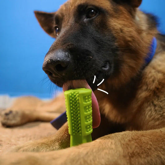 Pet Intense Teeth-Cleaning Toy